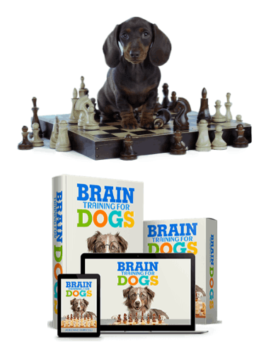 Brain Training For Dogs