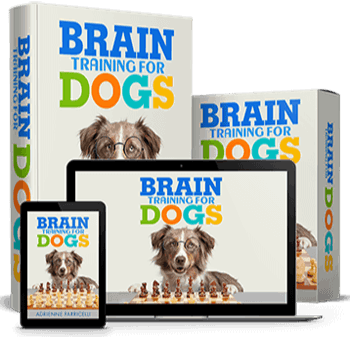 brain training4 dogs  